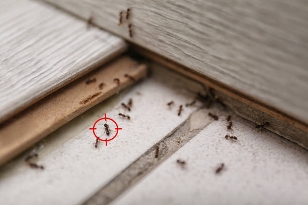 Best Ant Control Services  in Wamac, IL