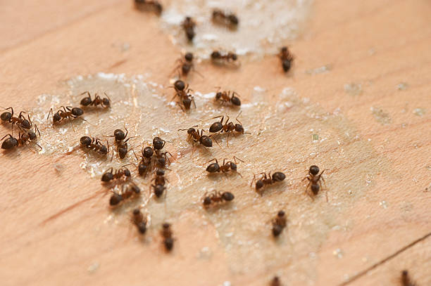 Best Termite Control Services  in Wamac, IL