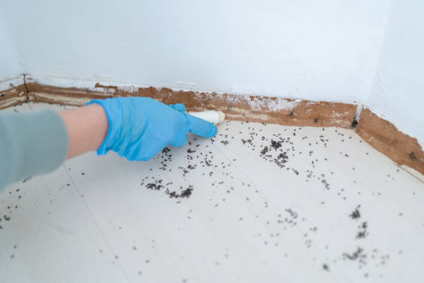 Best Ant Control Services  in Wamac, IL